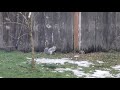 Drunk Squirrel