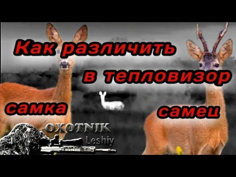 Как отличить в тепловизор самца Косули от самки