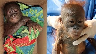 Download Lagu Adorable Orangutan Rescued After Being Abandoned MP3