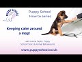 Puppy School How To series - how to keep your puppy calm around a mop