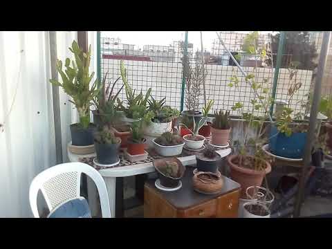 حديقة سطح عمارتنا السكنية في اسكان ابو نصير عمان الأردن