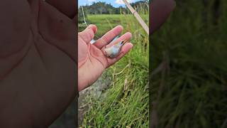 Traíra tem é aqui #pescador #pescaria #fishing #peixe #varadebambu