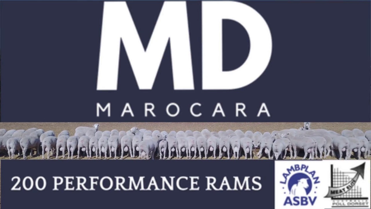 2018 Marocara Poll Dorset Sale Rams Preview