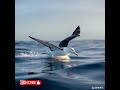 Альбатрос : #Альбатрос #nature #природа #птица #animals #дикаяприрода #океан