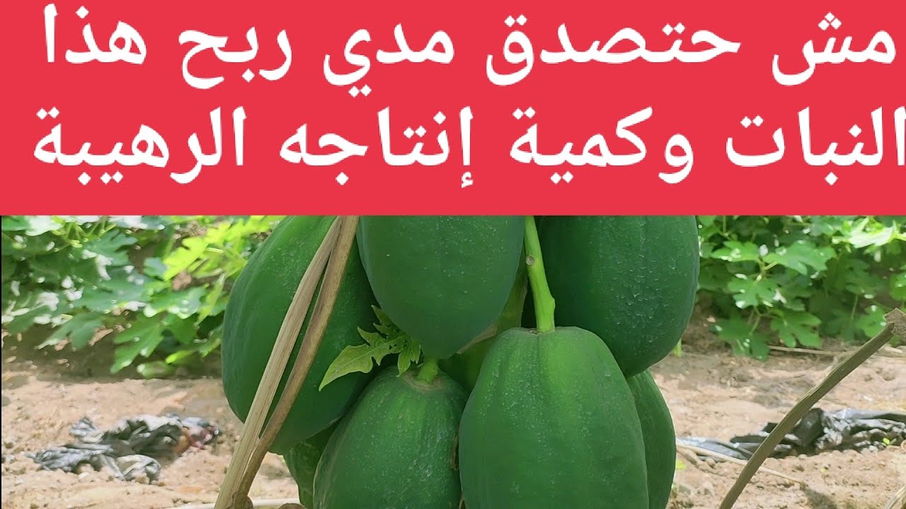 كمية انتاج تفوق الخيال