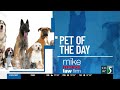 TV5 Pet of the Day: Meet Mack Truck!
