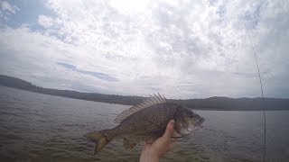 Dusky Flathead and Bream on SURFACE in Gippsland