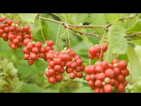 Video: Schisandra Chinensis: Un Almacén De Compuestos Biológicamente Activos