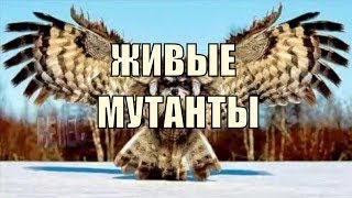 Живые мутанты!! Странные генетические мутации!