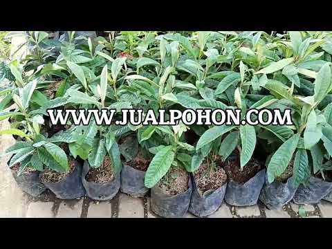 Jual Bibit Leci Kuning Berkualitas, Siap Dikirim!