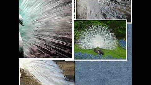 cool white peacock Sydney Zoo Australia