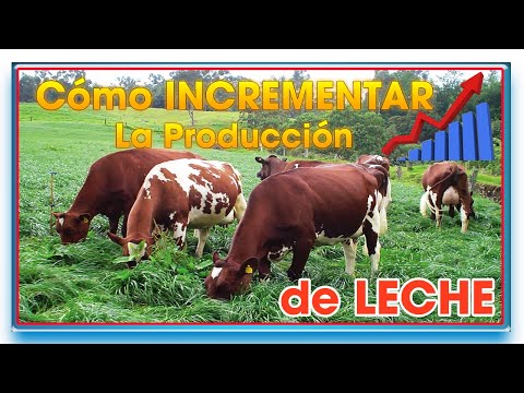Video: Cómo Aumentar La Leche De Vaca