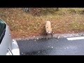 Любопытная лиса на дороге.