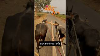 नाद..🐂💯🫶❤️ / नाद एकच बैलगाडा शर्यत / कट्टर बैल प्रेमी / बैलगाडी शर्यत / #bailgadasharyat#mohiteomkar