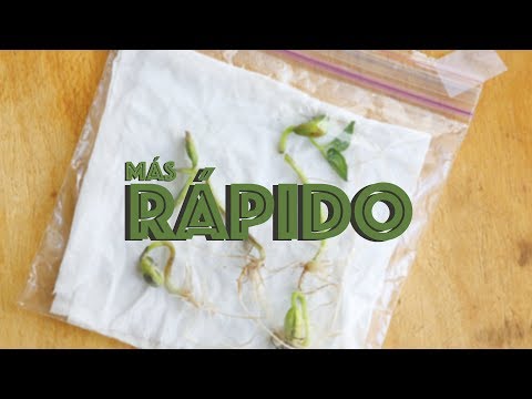 Video: Propagación de semillas de aliento de bebé: consejos para cultivar aliento de bebé a partir de semillas