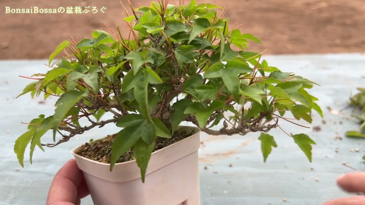 KED5】カエデは1回ピューッと伸ばしてから #盆栽 #bonsai - YouTube