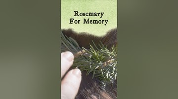 Smell This Herb, Remember More (Seriously!)