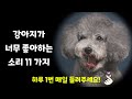 강아지가 반응하는 소리, 좋아하는 소리 11가지 【Sounds Dogs Love 🔊🐶💗】