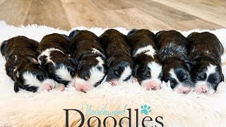 F1 Bernedoodle boys!