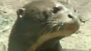 Super Itchy Sea Otter! Scratching with Friend's Back! Cute