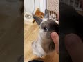 うさぎさんは頭が良いです！ #Shorts
