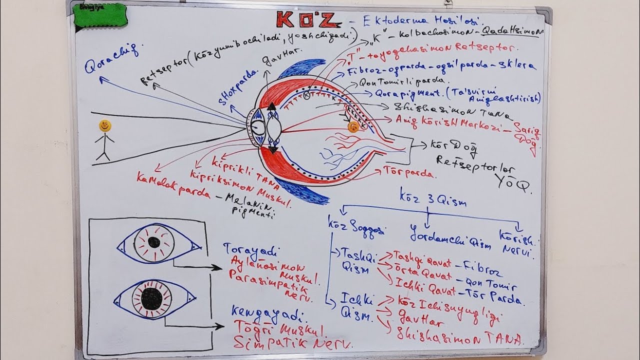 🎯KÒRISH ORGANI.Kòz anatomiyasi va tuzilshi.Eye structure and function#biologiya#milliysertifikat
