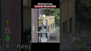 🐕 Border Collie Core But Their Brain Never Stops | Unhinged Genius Ranking 🏆