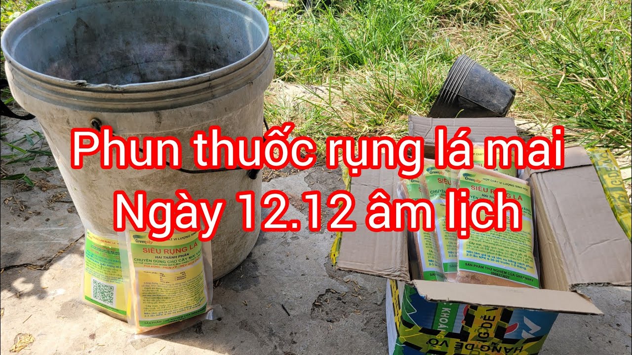 Phun thuốc rụng lá mai 12.12 âm lịch