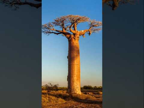 راز درخت بائوباب در ماداگاسکار چیه     جالب دانستنی عجیب شورت