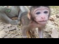 Life of monkeys Ep115, Life of baby monkey with mom, Baby monkey at Angk...