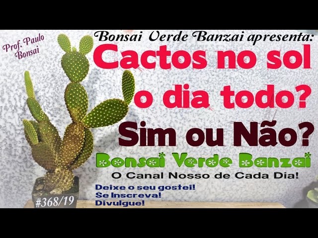 Onde cultivar cactos, sol ou sombra? - thptnganamst.edu.vn