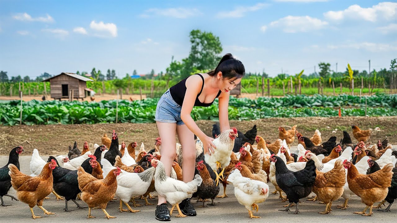 Use Truck Buy Many Chickens From Chicken Farm To Sell To Villagers | Farm Farm TV