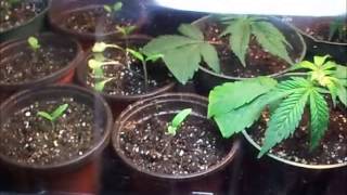Clones Week 1