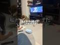子供成長を見守る柴犬・・・でしたが・・・