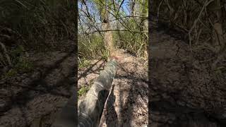 Can The Beeman Raider .22 Cal Pellet Rifle Penetrate A Coconut At 30 Yards?