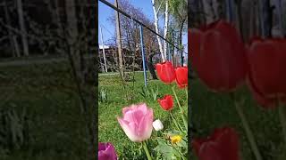 позитивчик 🌷🌹🌷