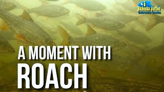 A moment with roach / Underwater video