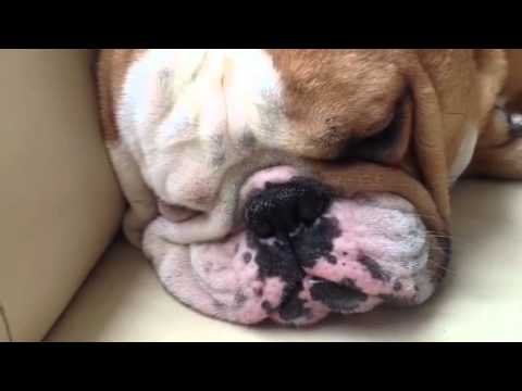 Video: Engelse Bulldog-honde Ras Allergene, Gesondheid En Lewensduur