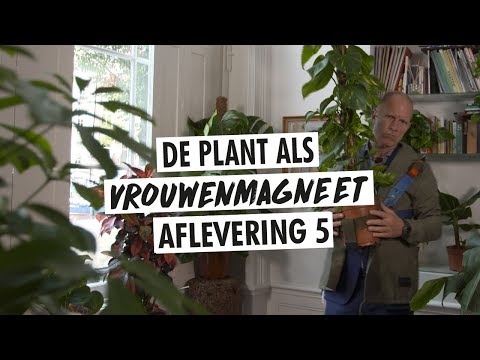 Video: Hoe je je kleedt als een cowgirl: 7 stappen (met afbeeldingen)