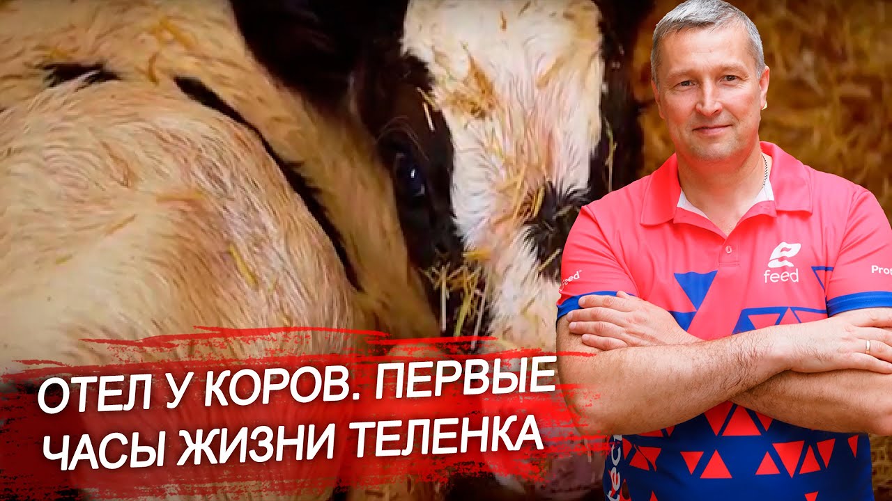 Как протекает отёл у коров? Первые признаки отёла. Первые часы жизни телёнка. Работа скотника.
