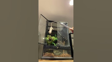 Green Tree Python Dinner! #snake #reptiles #predator #snakes #dinner #wildlife #hunting