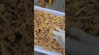 Chuẩn bị sâm và bình tiến hành ngâm 1 bình sâm kỷ lục giữa Quảng Trường Sapa.