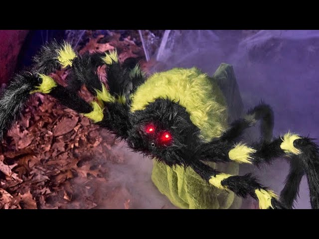 Green jumping spider - YouTube