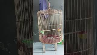 menaikan emosi murai batu