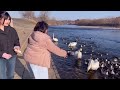【白鳥にパンをあげに行きました😁】
