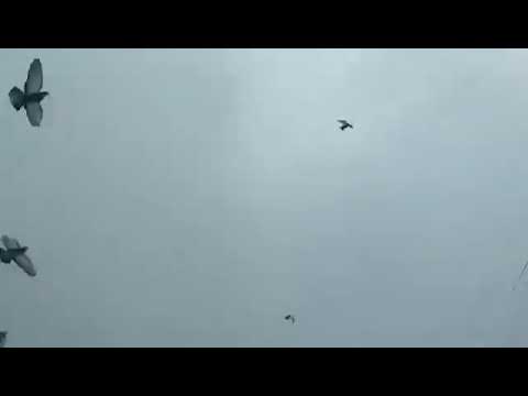 انهيار ثلجي مخيف بشكل كبير في الهند في منطقة كشمير