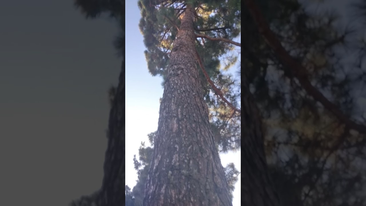 Super Camouflaged Moth