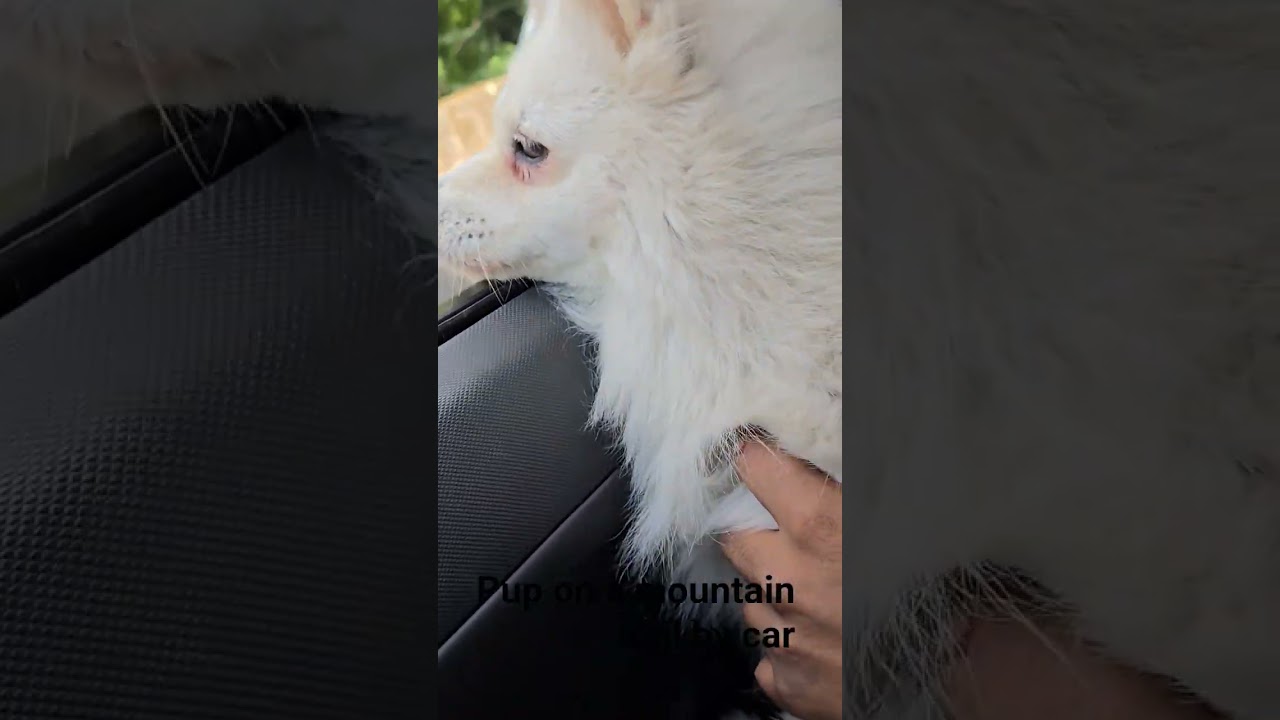 |Snowy pup|Furry Tale| Mountain Drive|Darjeeling | Westbengal Tourism| Family Trip| Holidays |