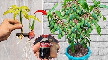 SUPER SPECIAL TECHNIQUE for propagating MANGO branches combined with coca~cola and small onions