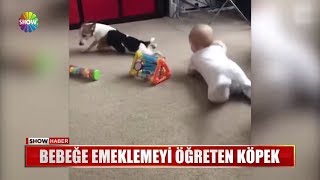 Bebeğe emeklemeyi öğreten köpek